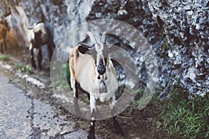 Goat in a chamber on background landscape ÃÂ°lpine mountain in nature country, flock wool kid, animal villag