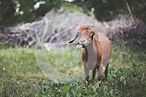 Goat chewing leaves photo