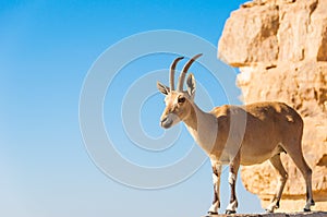 Goat on cliff