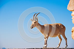 Goat on cliff Isolated