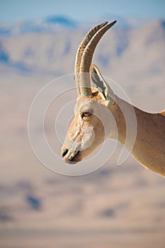 Goat on cliff profile