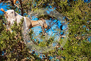 Goat climbed a tree and eats leaves, Essaouira, Souss-Massa-Draa region, Marocco. With selective focus