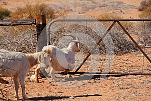 Goat climbing through a gate