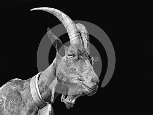 Goat close-up in black white