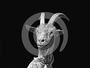 Goat close-up in black white