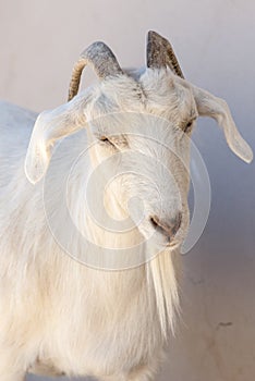 Goat Close-up - Puerto Madryn - Argentina