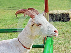 Goat Close Up