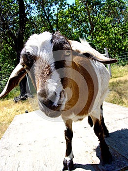 Goat Closeup