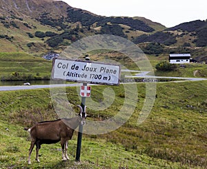 Goat at Col-de-Joux-Plane, France