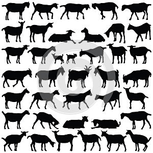 Goat collection - vector silhouette