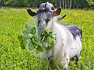 Goat common Cloven-hoofed ruminants. photo