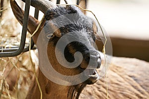 Goat with a confused face in the Papiliorama Zoo in Switzerland, close-up