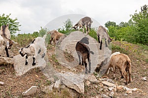 Goat cubs playing on the rocks