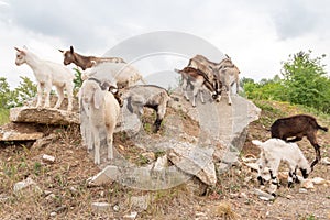 Goat cubs playing on the rocks
