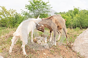 Goat cubs playing on the rocks