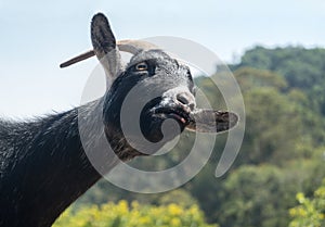 Goat with a curious expression