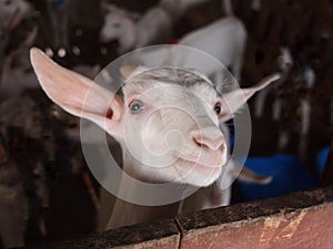 Goat with curiously stared