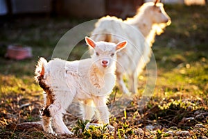 Goat and cute little goatling in spring