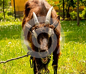 Goat with dandelions in the mouth, bright day goat grazes in the meadow, goat close-up on a blurred background.