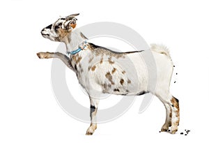 Goat defecating in front of white background