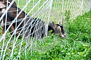 Goat discovers grass is greener on the other side