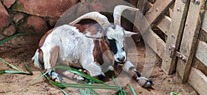 Goat on display in a farmyard in Esmeraldas, Minas Gerais.