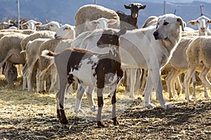 Goat, dog, sheep herd on the farm