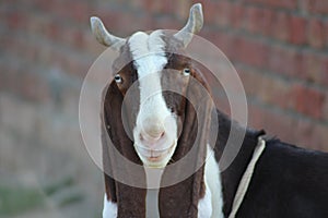 Goat a domestic animal lovely close head view