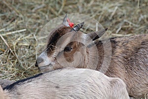 Domestic Goat Capra hircus in Zoo photo