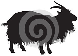 Goat, the domestic goat vector silhouette