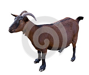 Goat. domesticated, brown color. top view