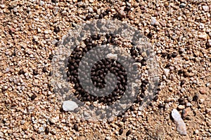 Goat droppings in Morocco