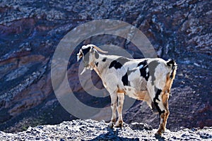 A goat in the dry landscape of Lanzarote, Spain