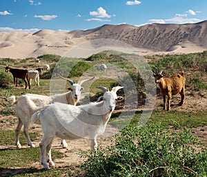 Goat - dune - desert - mongolia photo