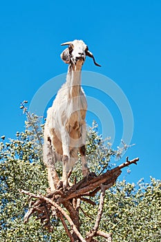 Goat eating argan fruits, Morocco, Northern Africa.