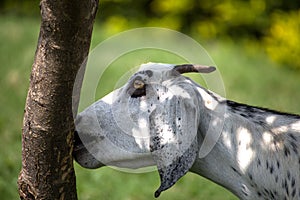 Goat eating bark off a tree