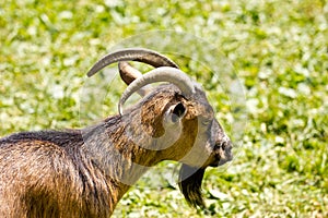 Goat eating fresh grass