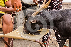 Goat eating garlic skin in Dodom village under Erta Ale volcano in Afar depression, Ethiop