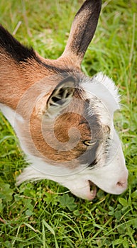 Goat eating grass