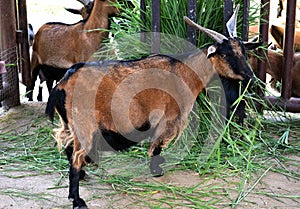 Goat eating grass in chiangmai zoo ,thailand