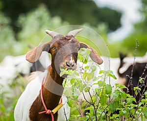 Goat eating grass