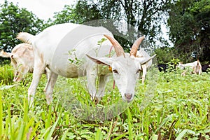 Goat eating grass