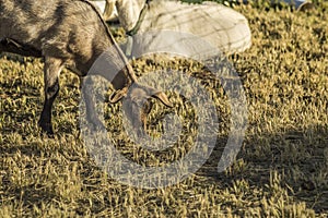 Goat eating grass at Paonia farm photo