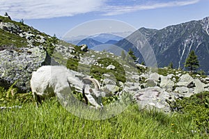 Goat eating grass in Plan de l`Aiguille