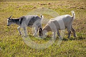 The goat is eating leaves from a tree -  pasturing on the farm, care of household pets.  Warm summer and hard agrarian work in pro