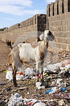 Goat eating rubbish.