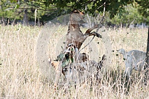 Goat Eating Tree Leaves