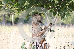 Goat Eating Tree Leaves