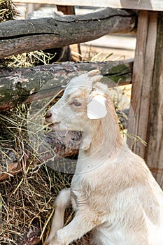 goat eats fresh hay, close-up of the head, portrait