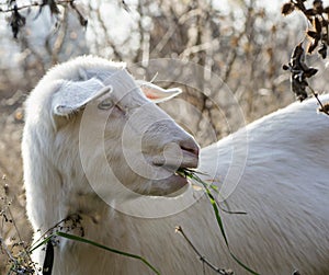 Goat eats grass